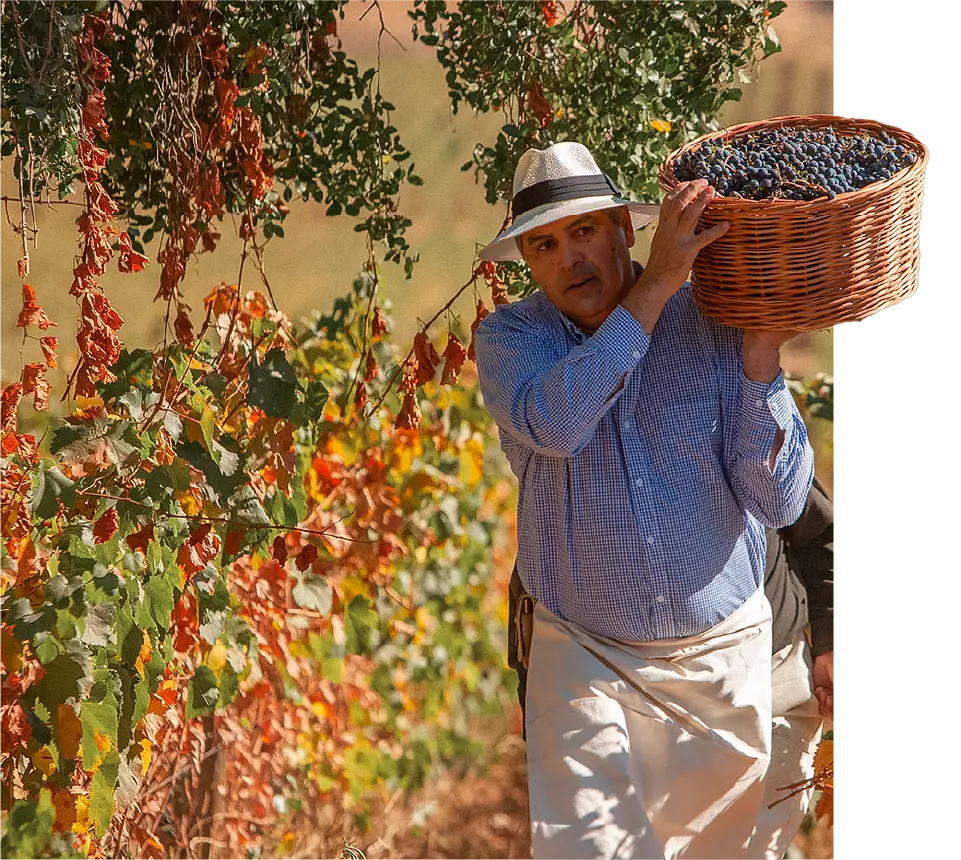 A Koyle harvester with a basket of grapes