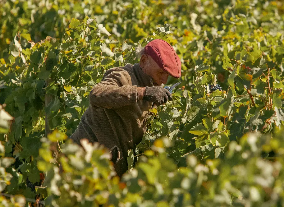 Hand-selecting grapes at Koyle