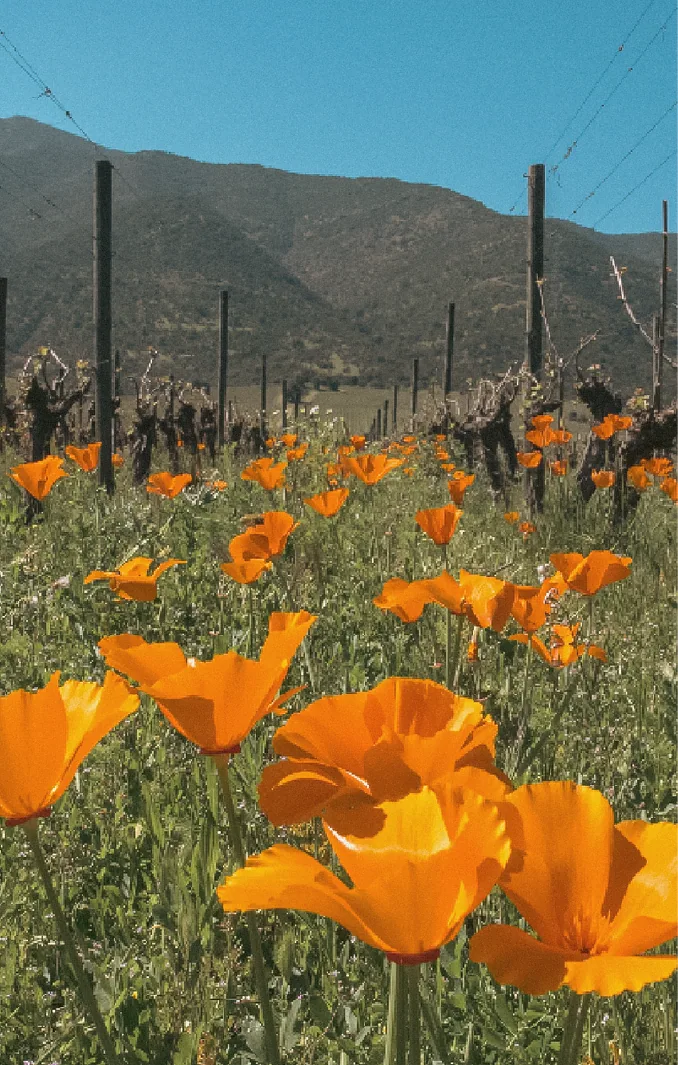 Wild poppies among the Koyle vineyards
