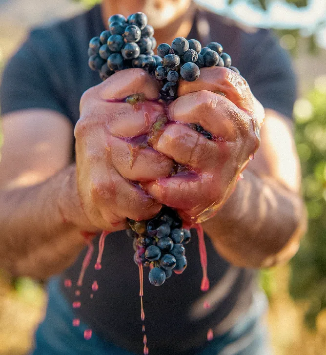 Hands pressing freshly harvested grapes