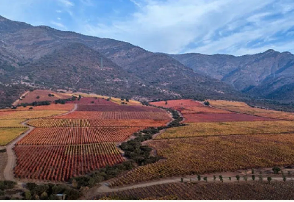 Finca Los Lingues