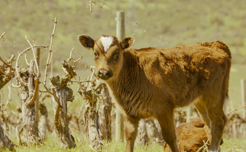 A calf among the Koyle vines