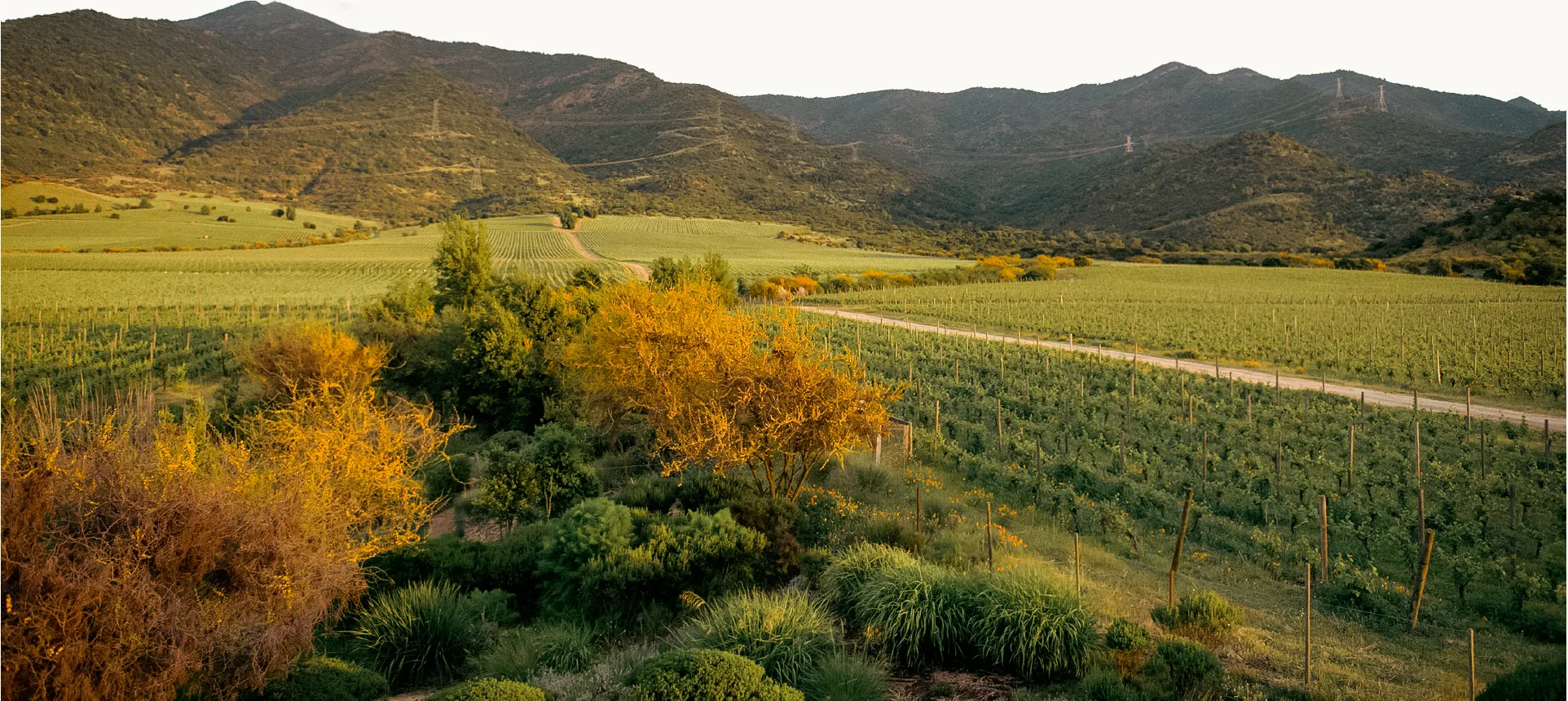 Los Lingues vineyards at sunset